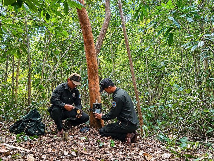 Hoạt động giám sát bằng bẫy ảnh động vật. Ảnh: BQL Mỹ Sơn