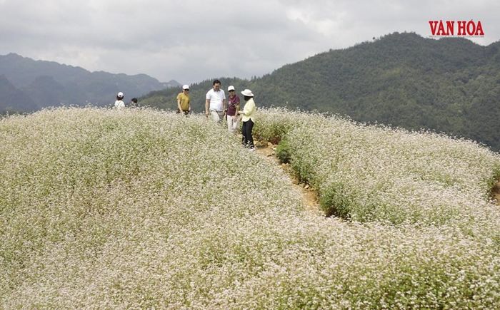 Thời gian này, hoa tam giác mạch ở Tuyên Quang nở rộ thu hút nhiều du khách ghé thăm