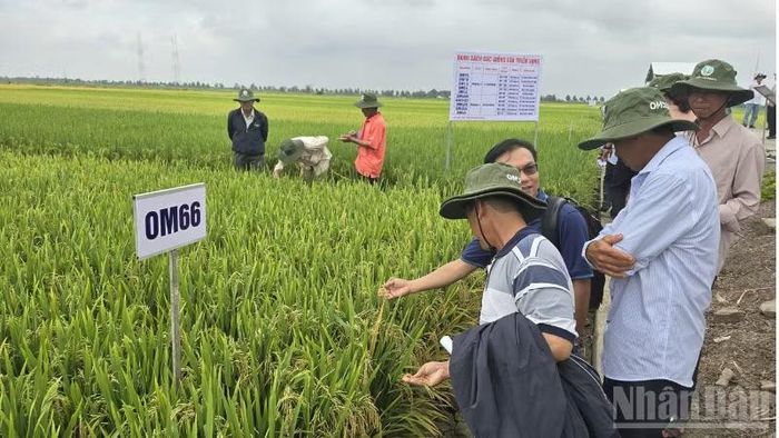 Nông dân Cần Thơ tham quan thực nghiệm các giống lúa chất lượng cao tại Viện lúa Đồng bằng sông Cửu Long. (Ảnh: THANH TÂM)