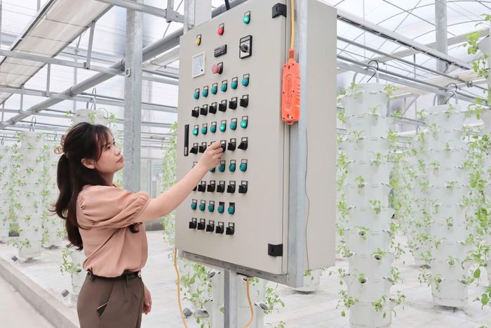 Ứng dụng công nghệ trong trồng rau khí canh tại xã Chuyên Mỹ, Hà Nội. (Ảnh: XUÂN KỲ)