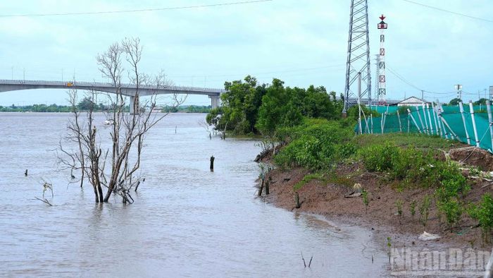 Toàn tỉnh Cà Mau hiện có gần 1.100km bờ sông bị sạt lở hoặc có nguy cơ sạt lở. (Ảnh: HOÀN THÀNH)