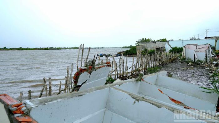 Một khu vực bị sạt lở nghiêm trọng vùng ven sông xã Gành Hào, tỉnh Cà Mau. (Ảnh: HOÀN THÀNH)