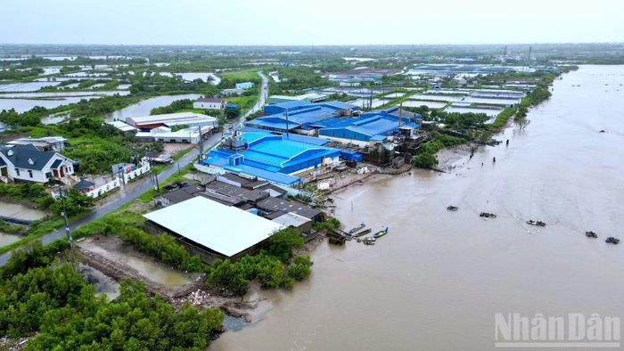 Đề án tại Cà Mau đặt mục tiêu di dời, bố trí lại chỗ ở an toàn cho khoảng hơn 3.200 hộ dân đang sống trong các khu vực có nguy cơ cao về sạt lở, lốc xoáy và ngập lụt. (Ảnh: HOÀN THÀNH)