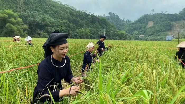 Thi hái lúa nếp non bằng dụng cụ truyền thống. (Ảnh: TUẤN SƠN)