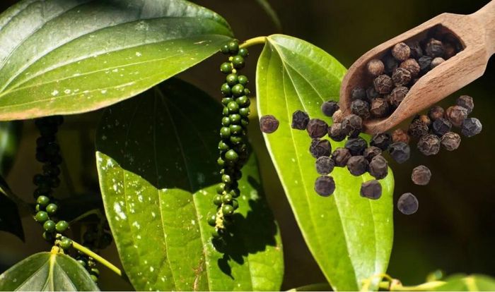 Giá hồ tiêu hôm nay dao động trong khoảng 137.000 - 140.000 đồng/kg. Ảnh minh họa: kinhtedothi.vn