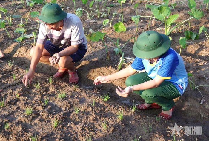Những luống rau bắt đầu nảy mầm, được chăm sóc chu đáo. 