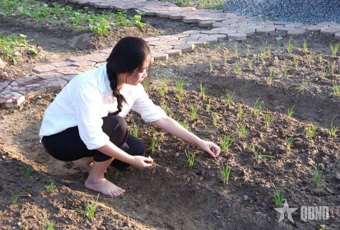 Những luống hành đầu tiên bắt đầu bén rễ, nảy mầm. 