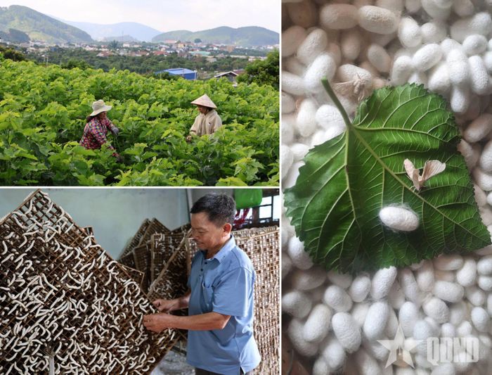  Xã Nam Ban Lâm Hà hiện có 2 làng nghề dâu tằm tơ đã được tỉnh Lâm Đồng công nhận từ năm 2015.