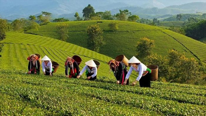 Mô hình trồng chè phát triển kinh tế địa phương gắn với xây dựng NTM tại Phú Thọ. ( Nguồn: Hợp tác xã chè Cẩm Mỹ)