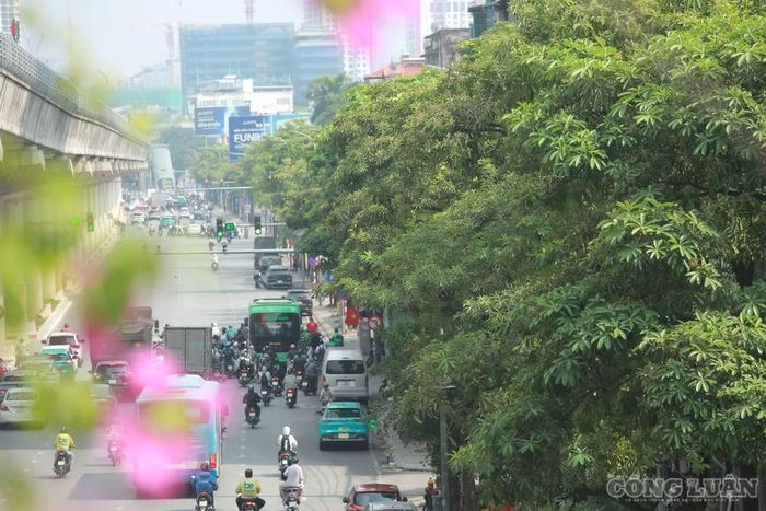 Tại đường Hồ Tùng Mậu số lượng cây được triển khai cắt tỉa là 179 cây.