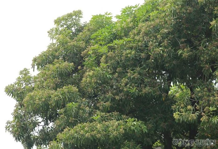 Thời điểm này hoa sữa đã bắt đầu tàn.