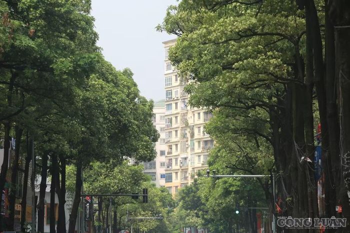 Tổng cộng, 992 cây trên 13 tuyến đường, phố nằm trong đợt cắt tỉa này.