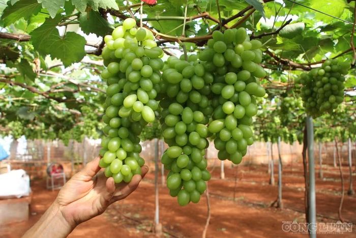 Nho xanh một trong những giống nho chủ đạo tại vườn của ông Dũng