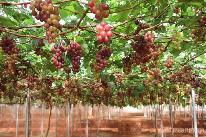 Vườn nho sai trĩu quả của lão nông Hồ Dũng