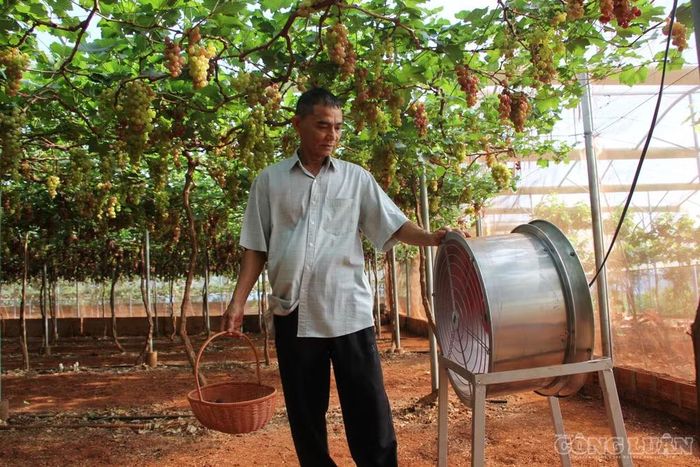 Trong vườn, ông lắp đặt gần 10 quạt công suất lớn để tăng độ thông thoáng, hỗ trợ giảm độ ẩm, hạn chế nguy cơ phát sinh nấm bệnh