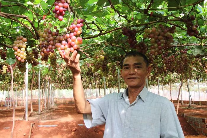 Mô hình của lão nông U60 đã và đang mở lối nông nghiệp kết hợp du lịch tại địa phương