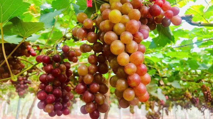Sau gần 3 năm, vườn nho bắt đầu cho quả vụ chính đầu tiên
