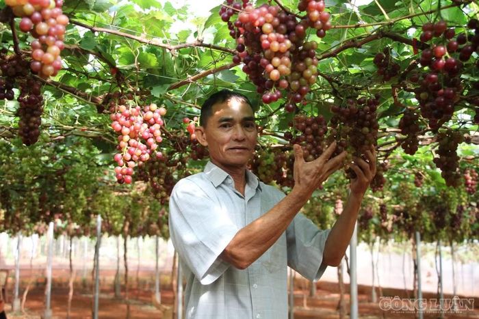 Từng bị cho “gàn dở” vì bỏ tiền tỷ vào đất cằn ông Dũng đã hái quả ngọt