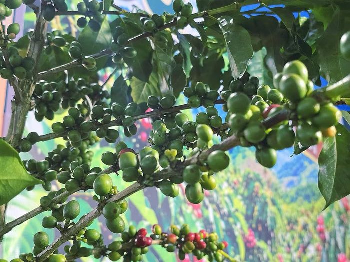 Cà phê Khe Sanh – Hương vị hòa bình.