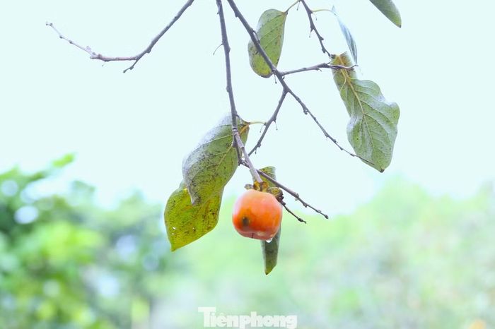 Sản lượng hồng năm nay ở xã Đại Huệ giảm mạnh.