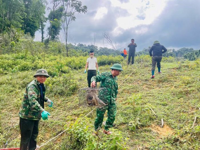 Việc đưa các cá thể động vật hoang dã trở lại môi trường sống tự nhiên góp phần bổ sung quần thể động vật trong rừng, duy trì cân bằng sinh thái và bảo tồn nguồn gen các loài.