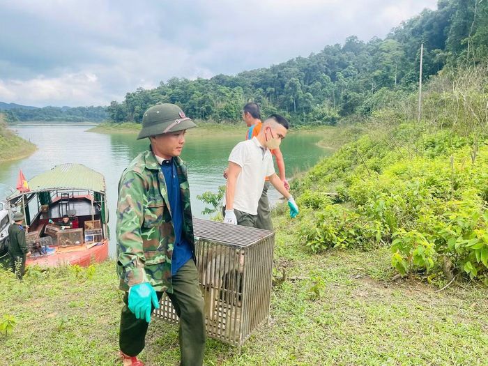 Thông qua hoạt động tái thả động vật hoang dã, Vườn Quốc gia Vũ Quang tiếp tục thực hiện nhiệm vụ bảo tồn thiên nhiên, bảo vệ các loài động vật và duy trì giá trị đa dạng sinh học của khu vực.