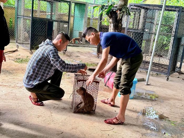 Thời điểm tiếp nhận, nhiều cá thể trong tình trạng sức khỏe yếu, thậm chí bị thương nặng, có thể trạng suy kiệt, mất bản năng tự nhiên. Sau khi được điều trị, chế độ dinh dưỡng phù hợp và phục hồi tập tính hoang dã.
