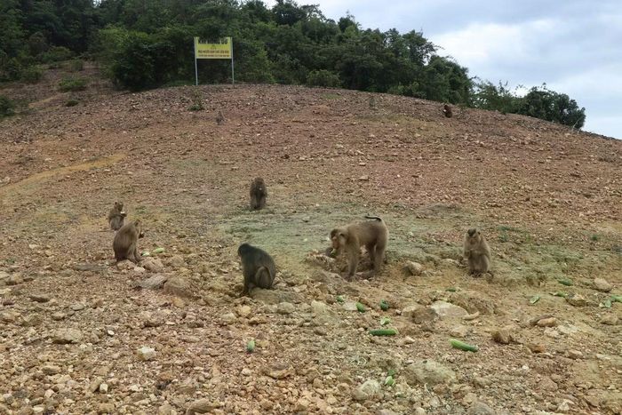 Vườn quốc gia Vũ Quang có tổng diện tích rừng trên 57.000 ha, trong đó có trên 30.000 ha là rừng giàu lưu giữ nhiều loài lâm sản quý giá. Tại vườn quốc gia Vũ Quang có nhiều loài nguy cấp, quý hiếm cần được ưu tiên bảo tồn với 131/1.829 loài thực vật bậc cao, 46/94 loài thú, 38/315 loài chim và 22/89 loài lưỡng cư bò sát nằm trong danh lục sách đỏ Việt Nam 2007.
