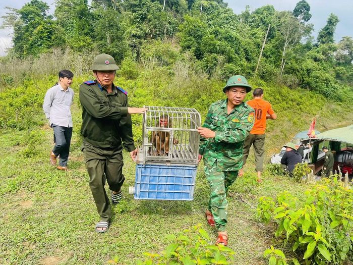 Các cá thể được thả gồm 5 cá thể khỉ đuôi lợn (Macaca leonina), 13 cá thể khỉ vàng (Macaca mulatta), 3 cá thể khỉ mặt đỏ (Macaca arctoides) và 1 cá thể kỳ đà vân (Varanus nebulosus). Trong số đó có nhiều cá thể động vật thuộc động vật rừng nguy cấp, quý, hiếm theo quy định hiện hành.