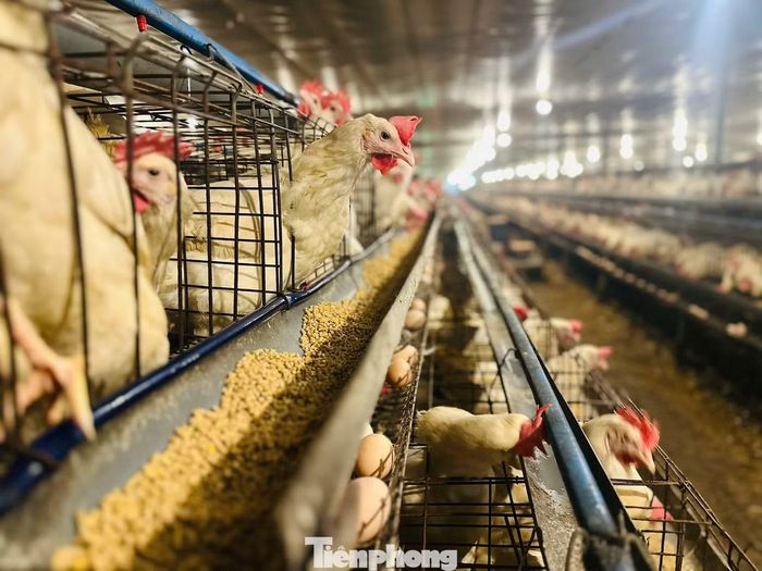 Trang trại anh Dũng hiện nuôi gần 40 ngàn con gà siêu đẻ.