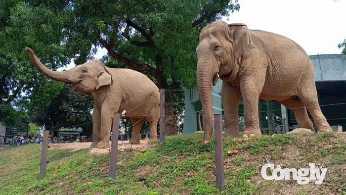 Voi châu Á – Một trong những loài động vật quý hiếm đang được nuôi dưỡng và bảo tồn tại phân khu đóng của Vườn thú Hà Nội.
