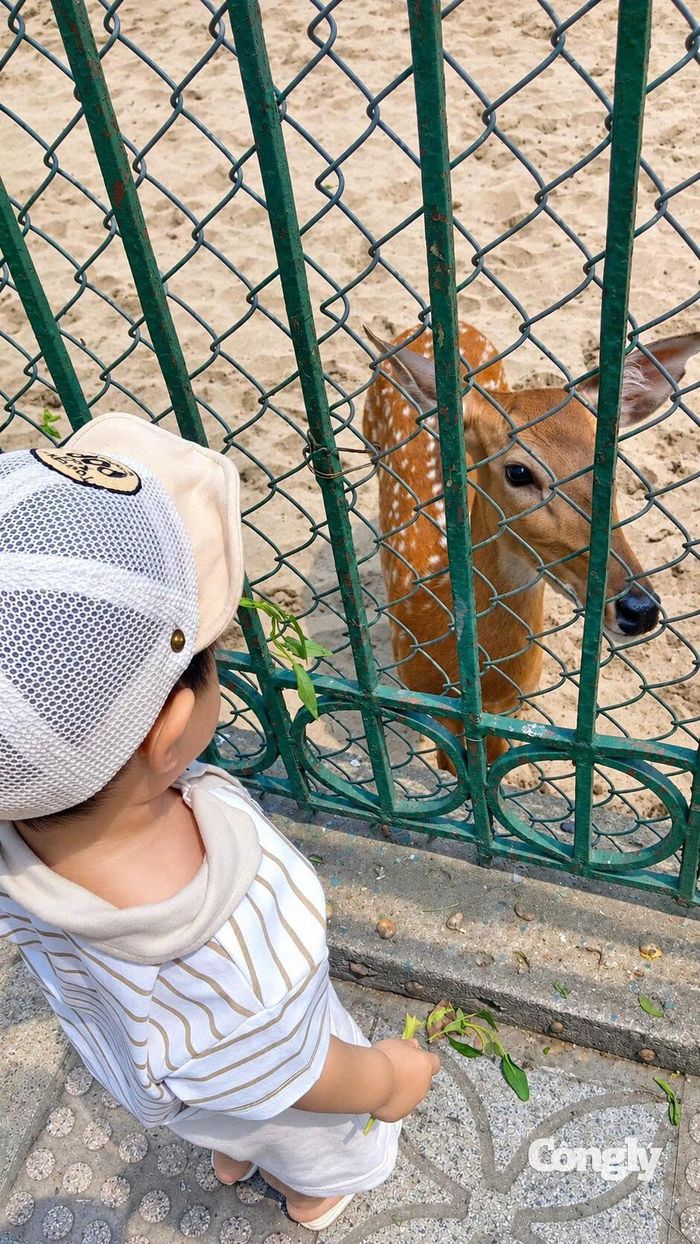 Một em bé đang chăm chú quan sát chú hươu sao tại Vườn thú Hà Nội (Công viên Thủ Lệ)