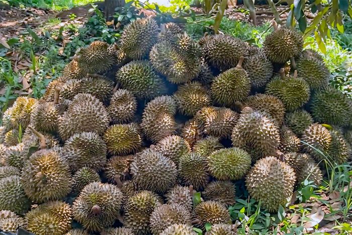 Sầu riêng bị nám vỏ, rụng hàng loạt, chất thành đống trong vườn của ông P. sau khi bị phun thuốc diệt cỏ. Ảnh: Công an Đồng Tháp 