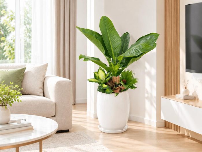 Cây đại phú gia kết hợp cây nhỏ.