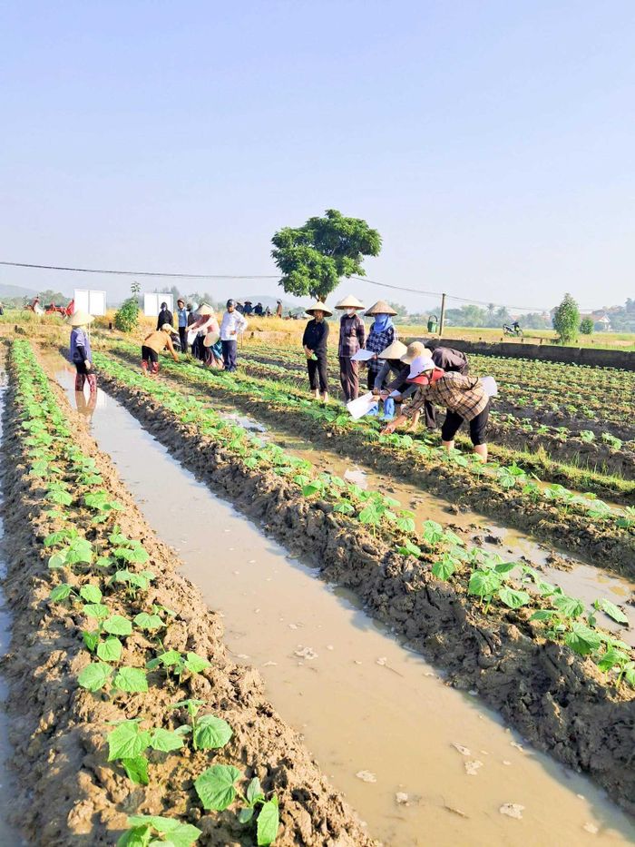 Nông dân khu phố Mỹ Cụ được thực hành thực tế tại những luống dưa chuột