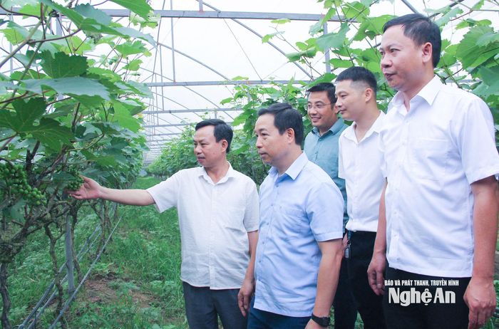 Cán bộ xã Đông Hiếu khảo sát, đánh giá mô hình sản xuất nông nghiệp công nghệ cao trên địa bàn. Ảnh: Mai Hoa