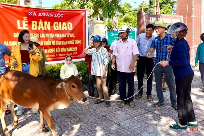 Trong tổng số 46 hộ được hưởng lợi, có 8 hộ tham gia mô hình chăn nuôi bò.