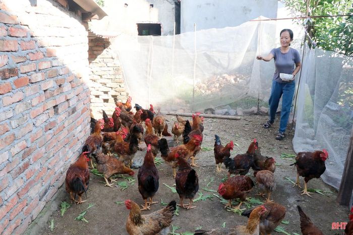 Đàn gà chị Chương phát triển tốt, hứa hẹn mang về nguồn thu nhập vào dịp Tết.