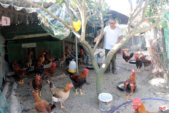 Sau khi xuất bán lứa gà được hỗ trợ sinh kế, đến nay gia đình ông Huân đã tiếp tục tái đàn.