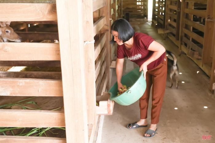 Nhờ chăm sóc tốt mà nhiều con hươu của gia đình chị Cao Thị Gấm cho lộc trái vụ.