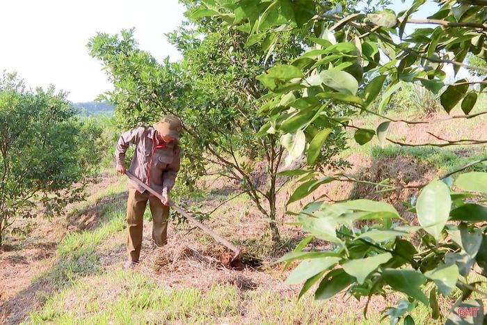 Anh Trần Thanh Chương, Tổ trưởng Tổ hợp tác trồng cam bù hữu cơ, xã Kim Hoa (tỉnh Hà Tĩnh) đang chăm sóc vườn cam của mình.