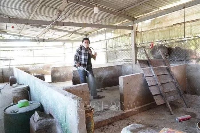 Người dân phun xịt hóa chất, khử trùng chuồng trại sau khi hoàn tất tiêu hủy đàn lợn bệnh.