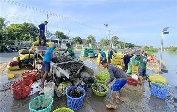 Điểm thu mua ốc bươu vàng tại ấp Vĩnh Quới, xã Vĩnh An (tỉnh An Giang) mỗi ngày thu gom từ 2 đến 10 tấn ốc bươu vàng, cung cấp cho khách hàng ở các tỉnh miền Trung làm thức ăn cho tôm, cua.