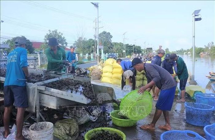 Ốc bươu vàng sau khi mua của bà con nông dân sẽ được cho vào máy để rửa sạch, phân loại và đóng vào bao tải chờ xe tải đông lạnh đến vận chuyển đi giao cho khách hàng.