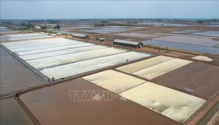 Cánh đồng muối của Hợp tác xã sản xuất muối công nghệ cao Đông Hải (xã Đông Hải, tỉnh Cà Mau). Ảnh: TTXVN phát