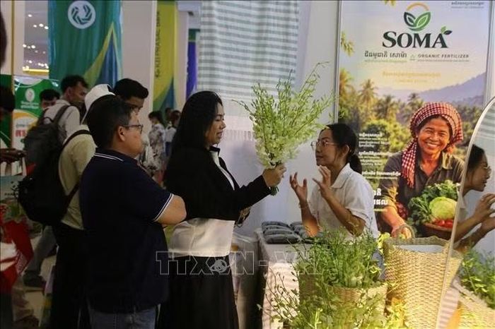 Khách hàng tìm hiểu sản phẩm hoa được trưng bày tại sự kiện. Ảnh: Minh Hưng/PV TTXVN tại Campuchia
