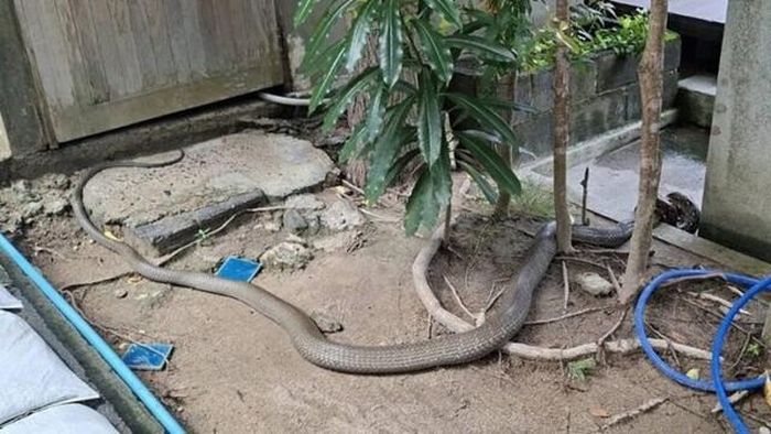 Con rắn hổ mang chúa dài tới 4 mét. Ảnh: Khaosod