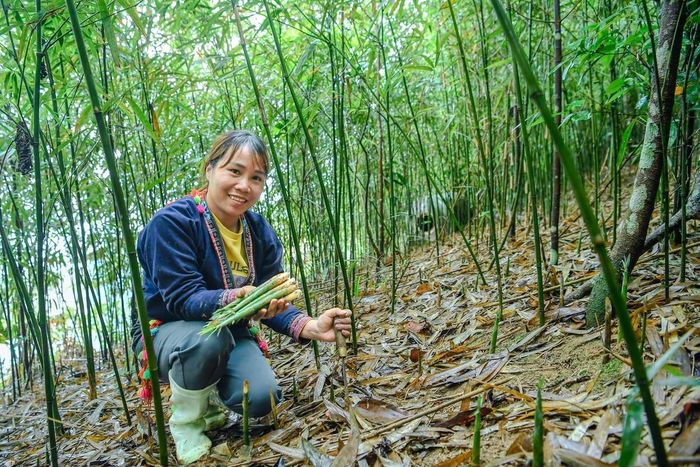 Trong bức tranh chung về quản lý tài nguyên và phát triển lâm nghiệp bền vững, phụ nữ tại vùng nông thôn, miền núi không chỉ là đối tượng thụ hưởng mà chính là lực lượng trực tiếp, thầm lặng duy trì và bảo vệ màu xanh của rừng.