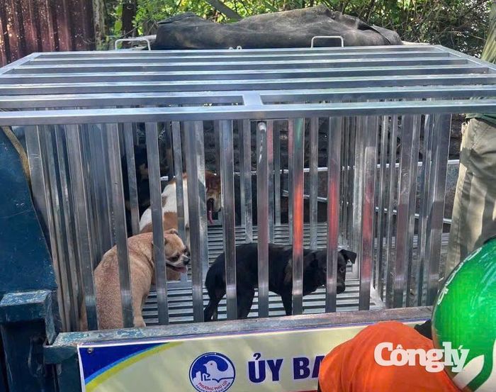 Chỉ trong buổi sáng ra quân, 5 con chó thả rông bị bắt giữ.