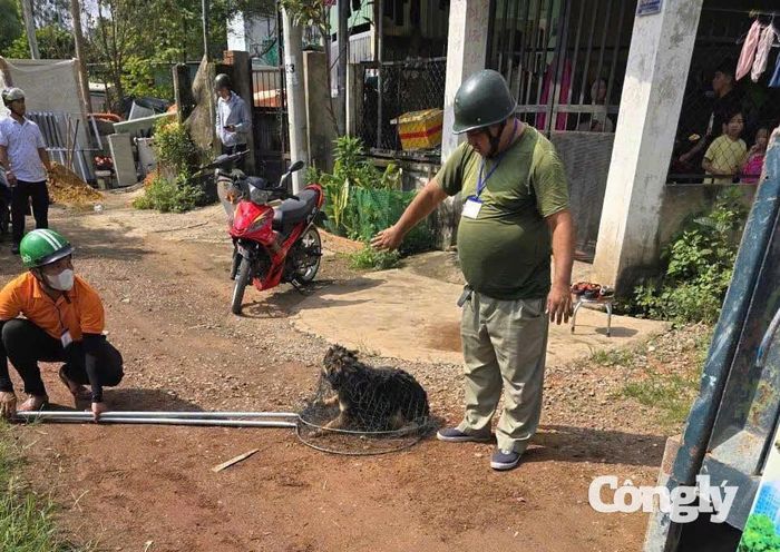 Một con chó thả rông bị tổ bắt và xử lý động vật nuôi thả rông phường Phú Lợi bắt giữ.